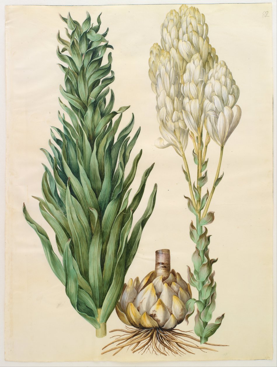 Lilium candidum monstrosum af Hans Simon Holtzbecker