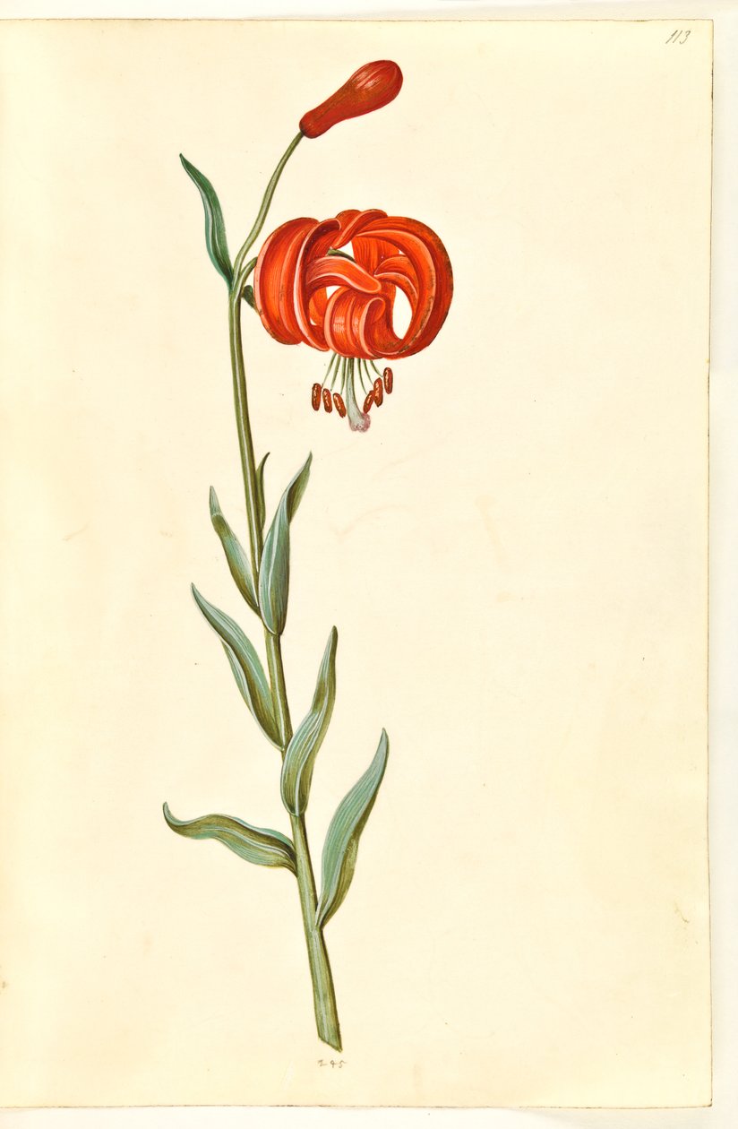 Kalcedon lilje (rød turbanlilje) af Hans Simon Holtzbecker