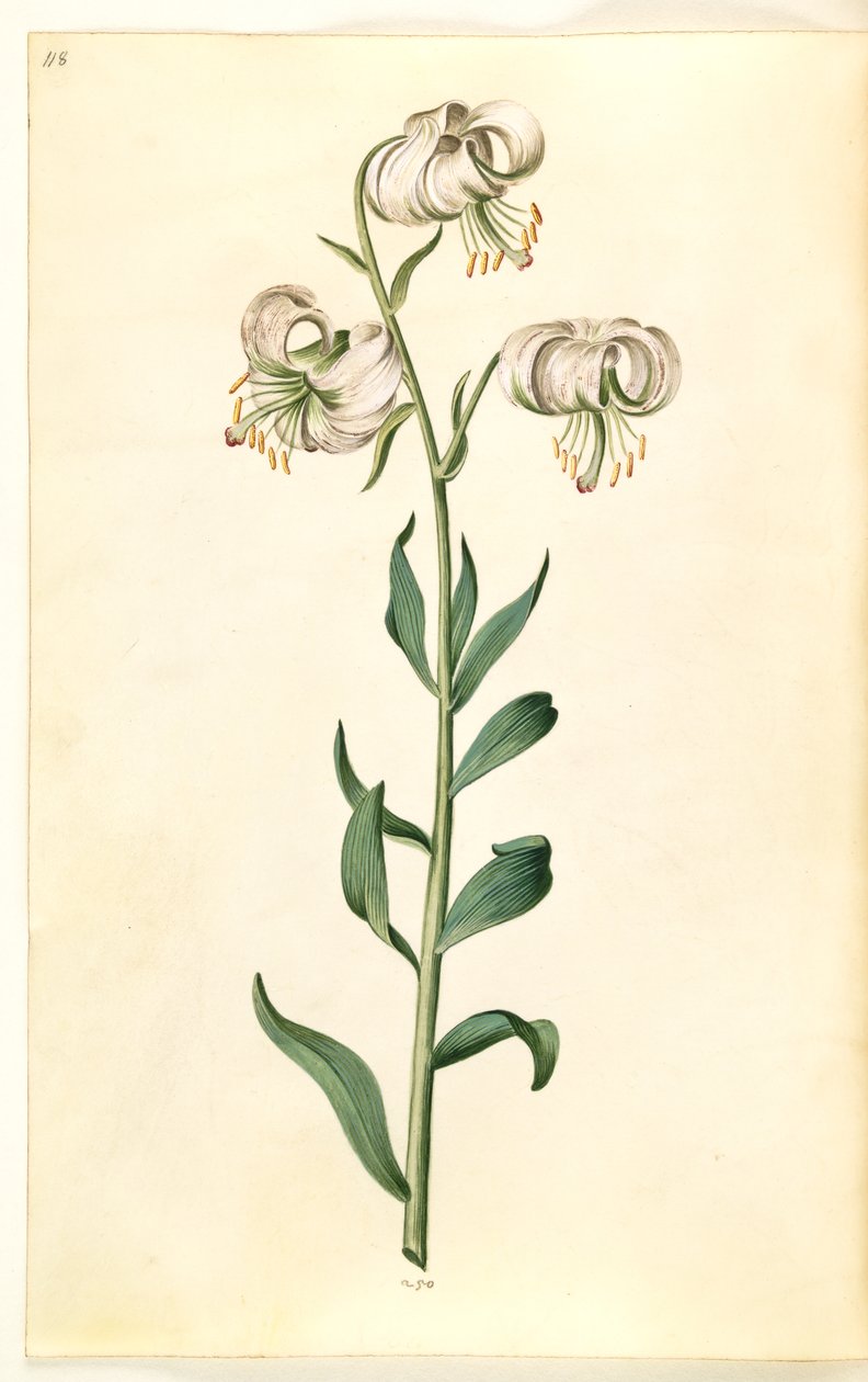 Lilium martagon (krans-lilje) af Hans Simon Holtzbecker