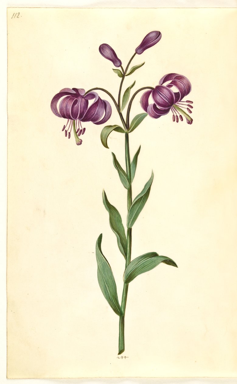 Lilium martagon (krans-lilje) af Hans Simon Holtzbecker