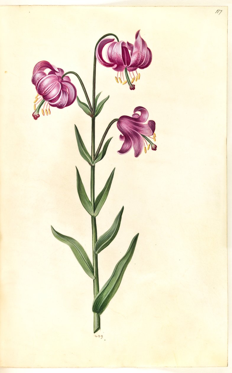 Lilium martagon (krans-lilje) af Hans Simon Holtzbecker