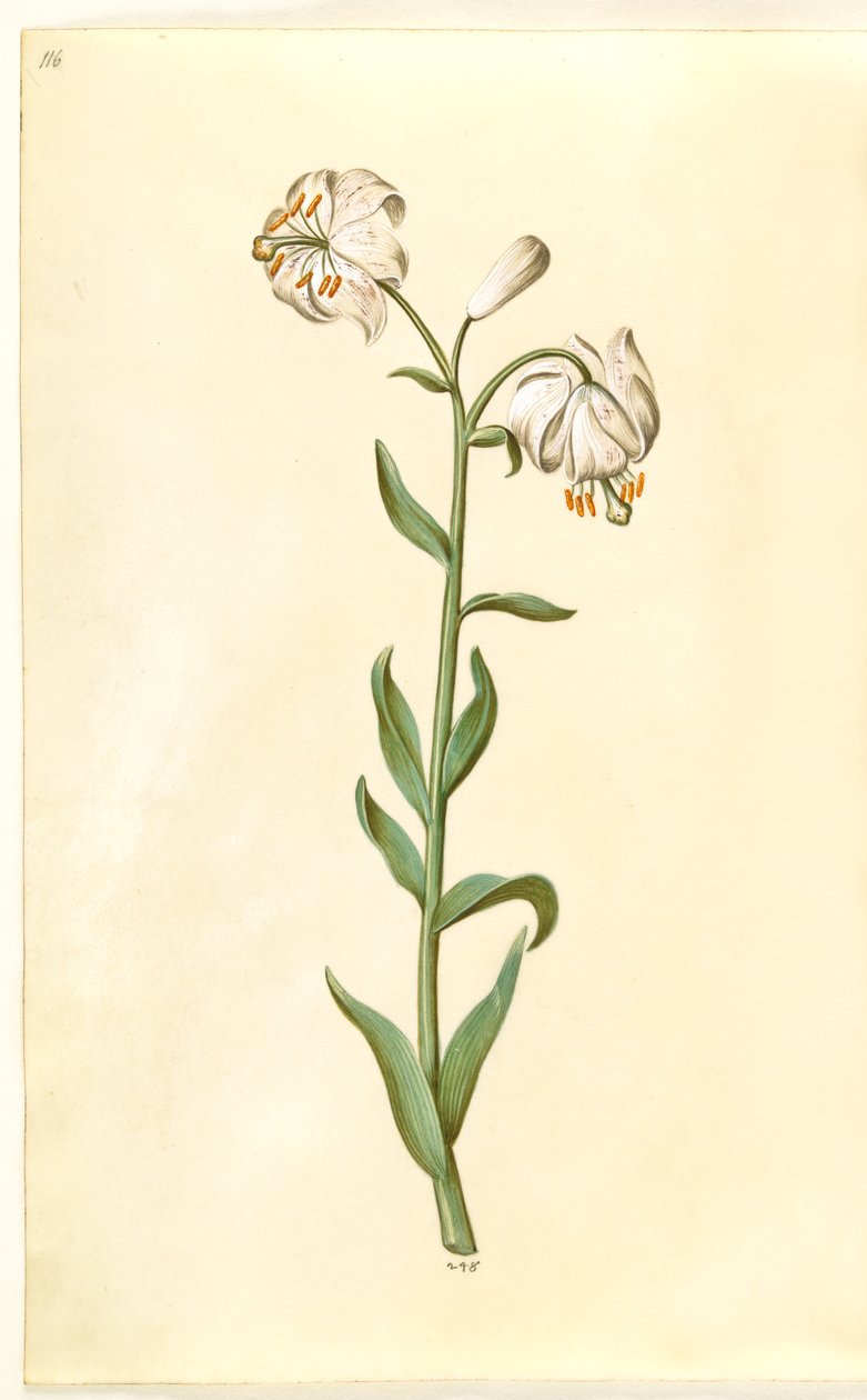 Lilium martagon (krans-lilje) af Hans Simon Holtzbecker