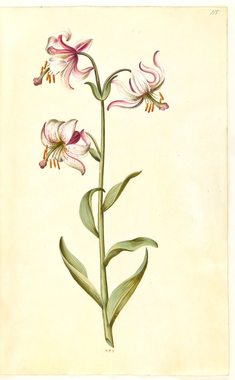 Lilium martagon (krans-lilje) af Hans Simon Holtzbecker