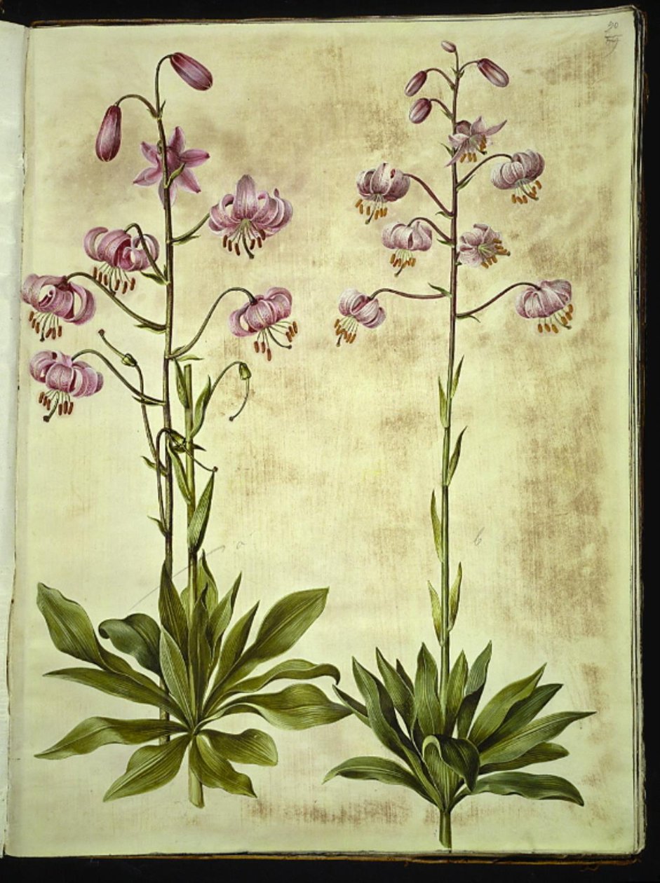 Lilium martagon (krans-lilje) af Hans Simon Holtzbecker