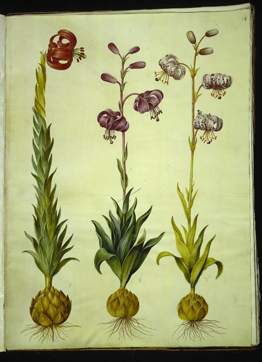 Lily pomponium (pompon-lilje); Martagon lilje (krans-lilje) af Hans Simon Holtzbecker