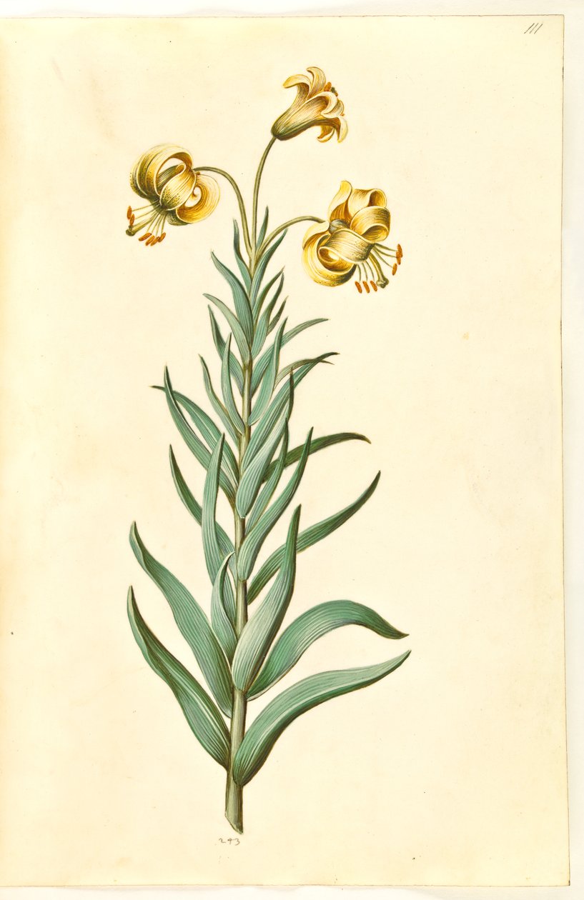 Lilium pyrenaicum (pyrenæisk lilje) af Hans Simon Holtzbecker