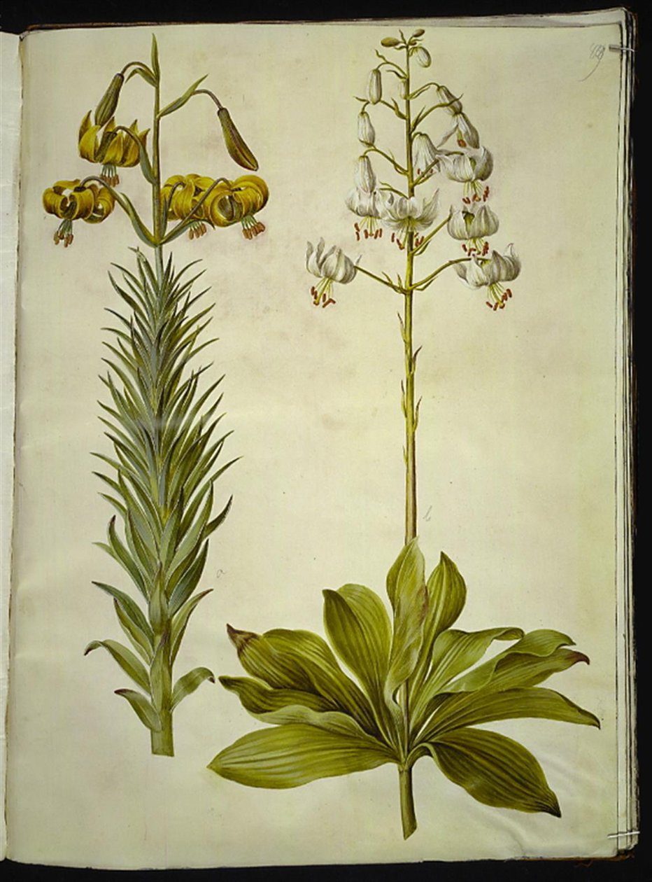 Lilium pyrenaicum (pyrenæisk lilje); Lilium martagon (krans-lilje) af Hans Simon Holtzbecker