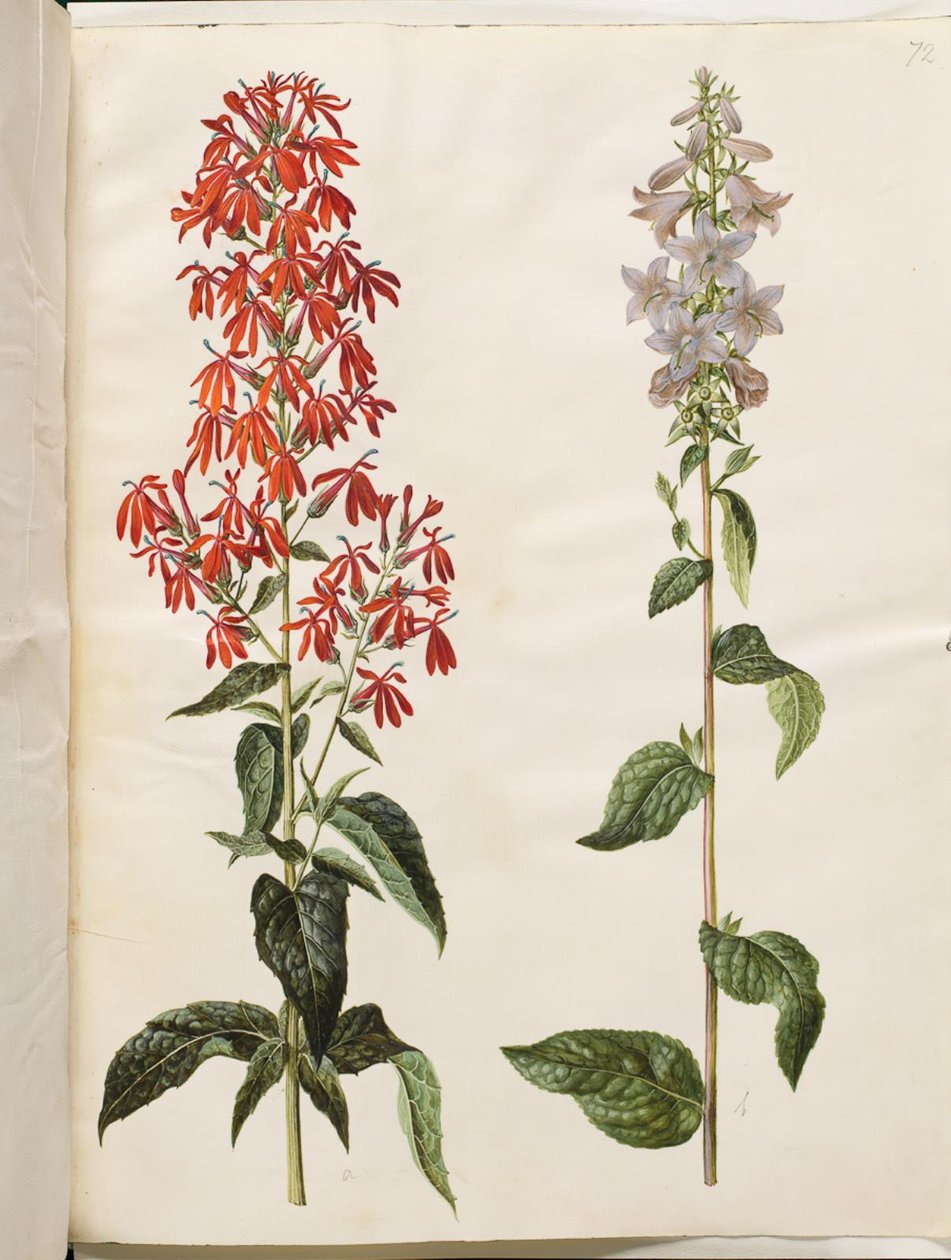 Lobelia cardinalis (kardinal-lobelie); Campanula latifolia (bredbladet klokke) af Hans Simon Holtzbecker