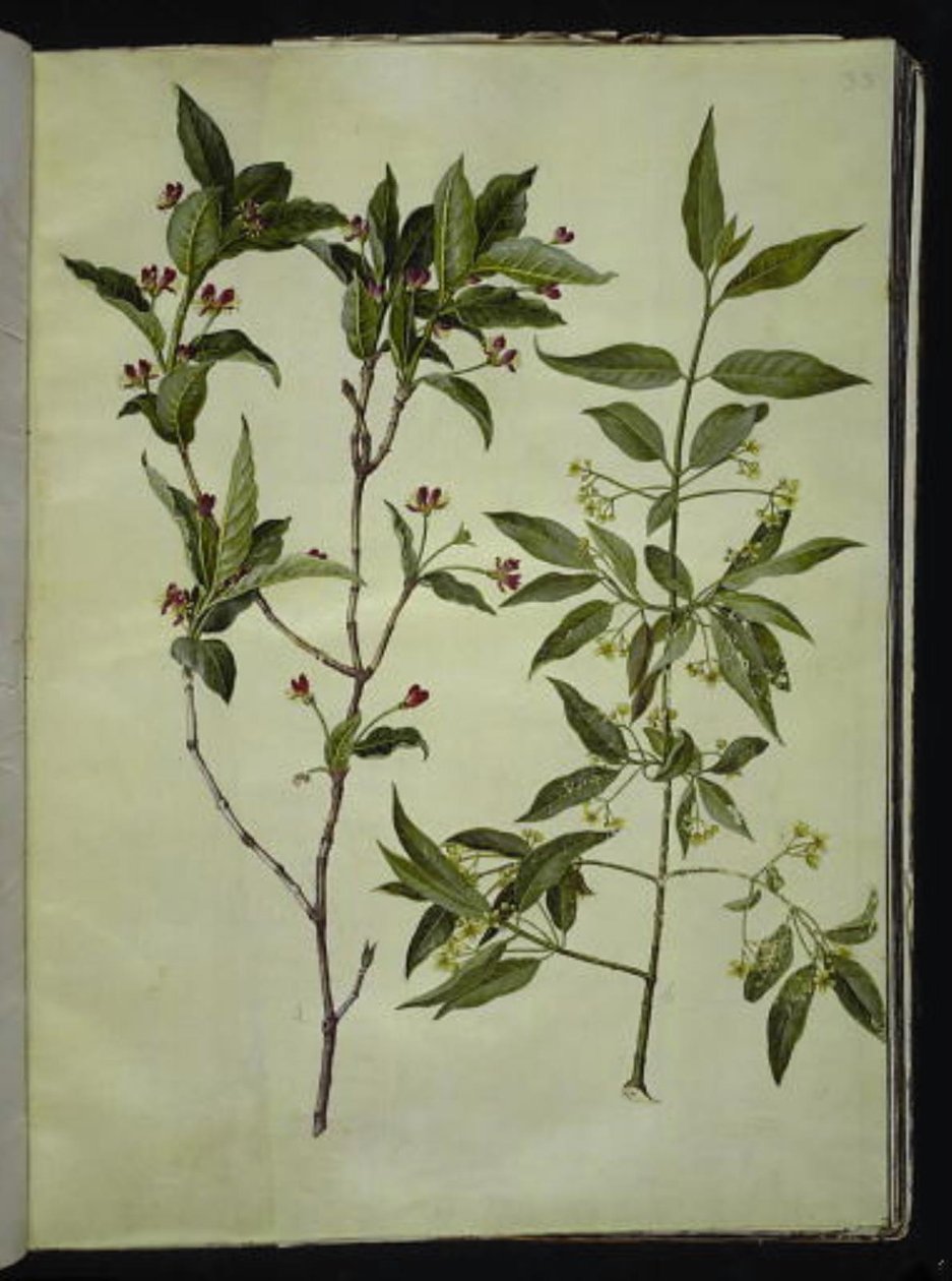 Lonicera alpigena (alpe-gedeblad); Euonymus europaeus (almindelig benved) af Hans Simon Holtzbecker