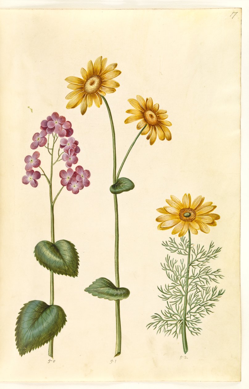 Måne etårige (judaspenge); Doronicum pardalianches (hjertebladet gemserod); Vernal Adonis (vår-adonis) af Hans Simon Holtzbecker