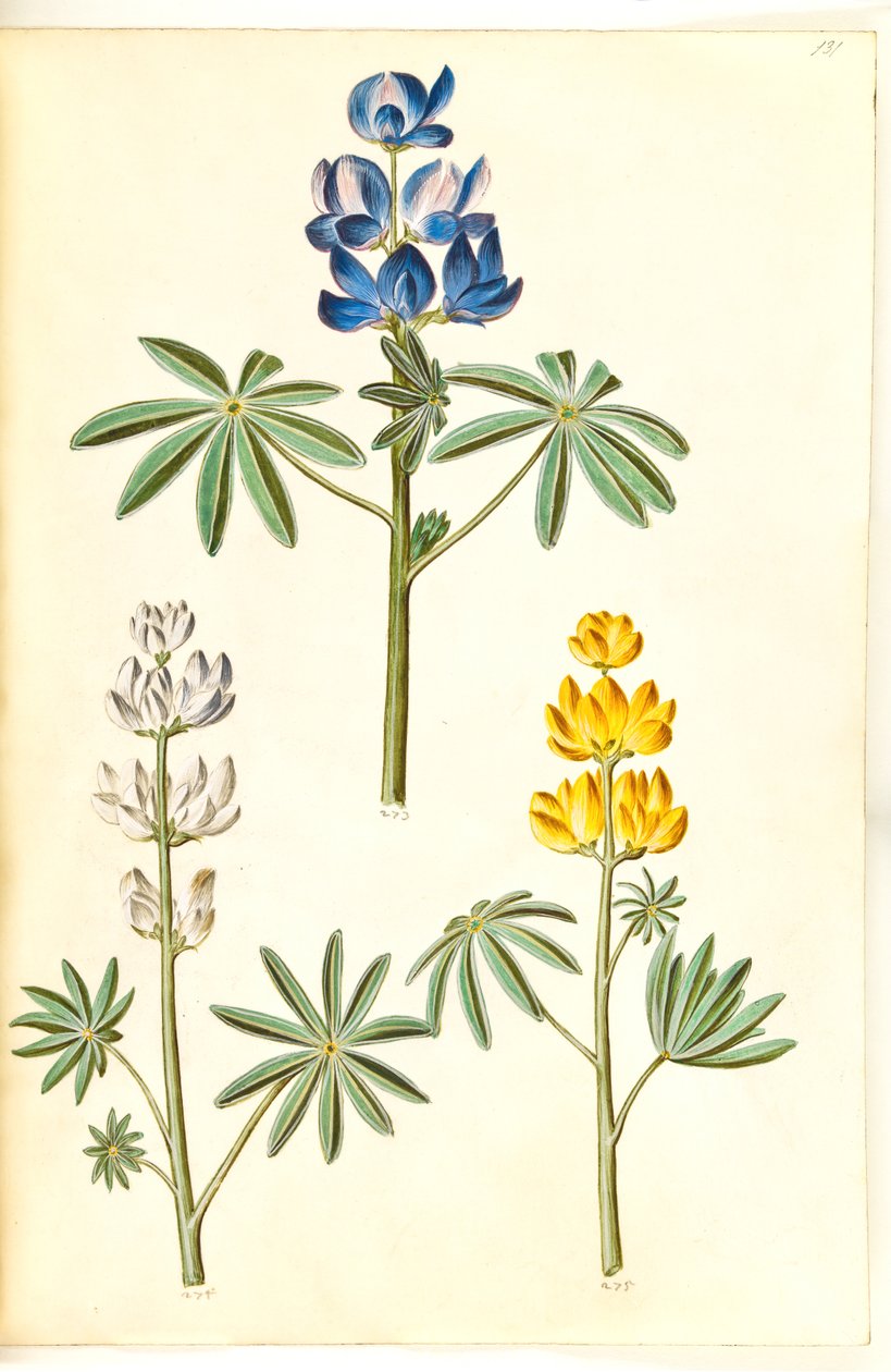 Håret ulv (blå lupin); Hvid lupin (hvid lupin); Gul lupin (gul lupin) af Hans Simon Holtzbecker