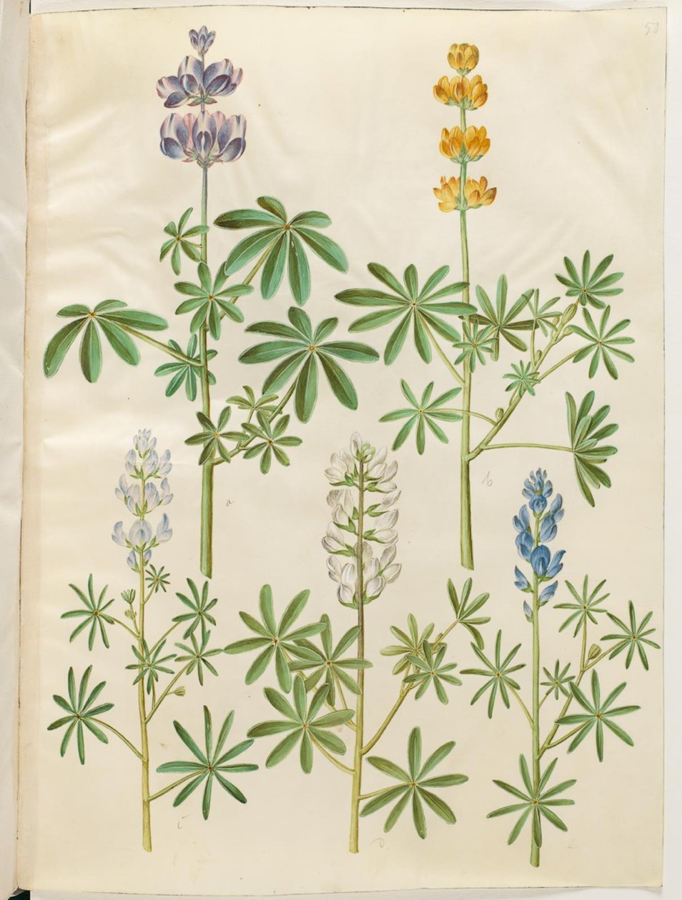 Håret ulv (blå lupin); Gul lupin (gul lupin); Lupin narrowfolius (småbladet lupin); Hvid lupin (hvid lupin) af Hans Simon Holtzbecker