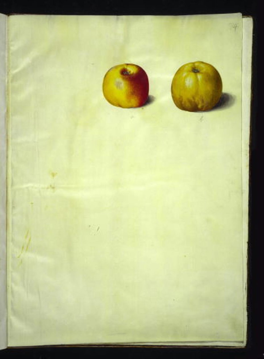 Malus domestica (almindelig æble) af Hans Simon Holtzbecker