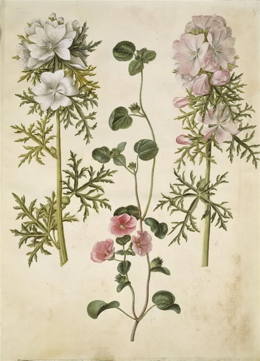 Malva moschata (moskus baldakin); Malva eller Malope (kunst af katost eller malope) af Hans Simon Holtzbecker