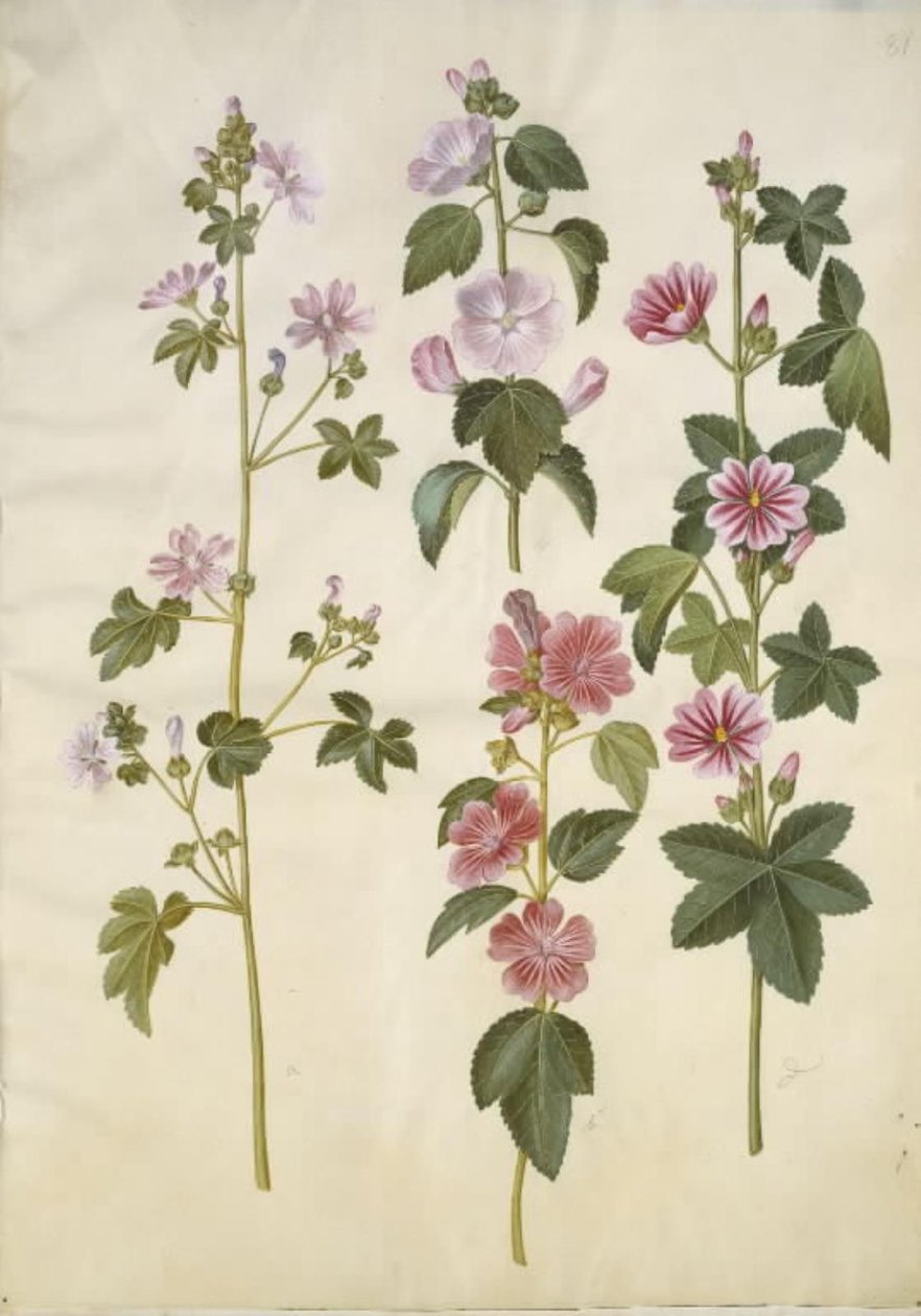 Malva sylvestris (almindelig katost); Lavatera thuringiaca (tysk poppelrose) af Hans Simon Holtzbecker