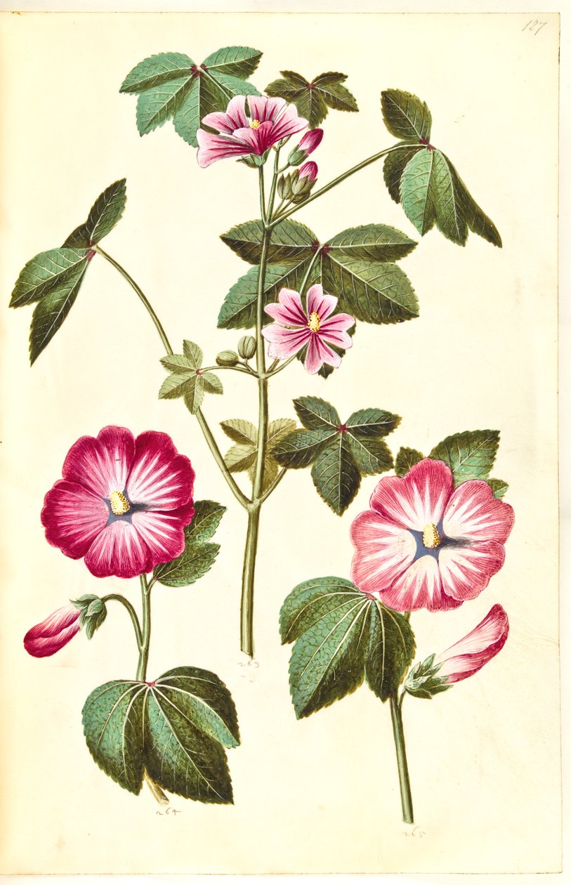 Malva sylvestris (almindelig katost); Lavatera trimestris (mamelukærme) af Hans Simon Holtzbecker