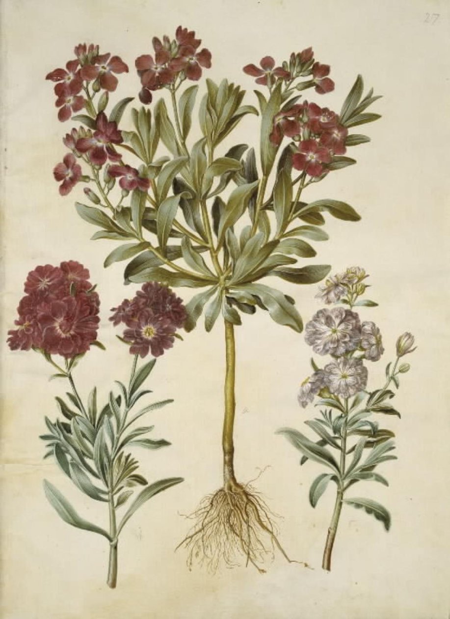 Matthiola Incana (vinter-levkøj) af Hans Simon Holtzbecker