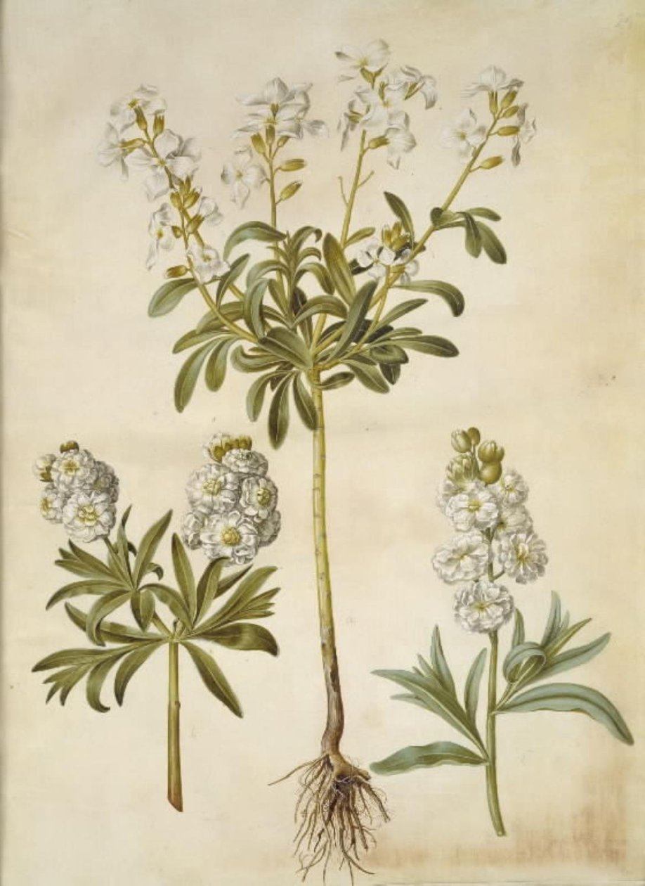 Matthiola Incana (vinter-levkøj) af Hans Simon Holtzbecker