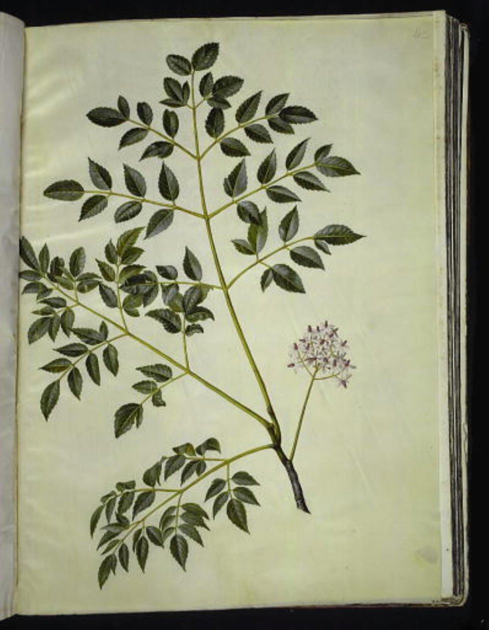 Melia azedarach (paternostertræ) af Hans Simon Holtzbecker