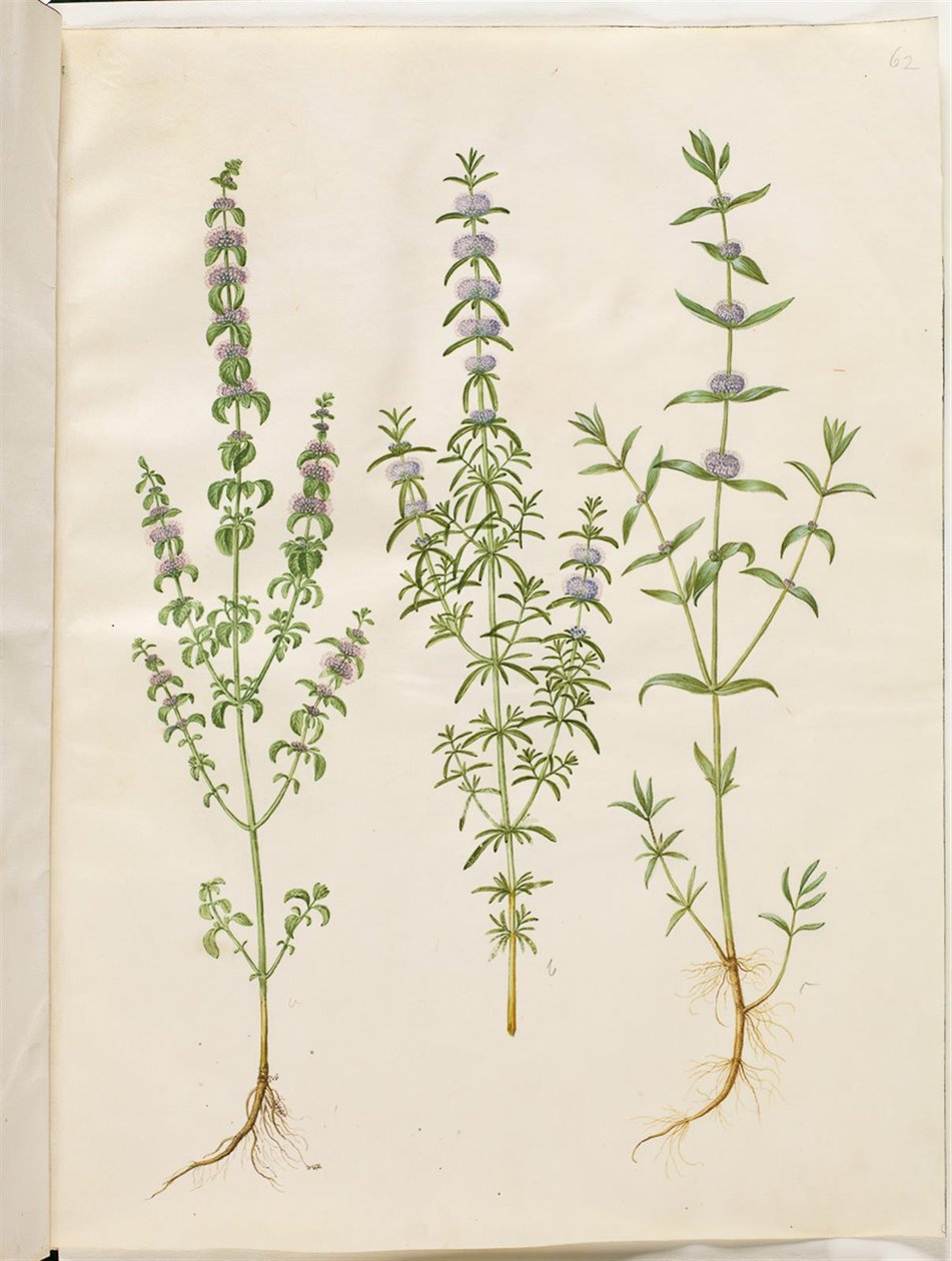 Mentha pulegium (polej-mynte); Mentha cervina (hjorte-mynte); Mentha (art af mynte) af Hans Simon Holtzbecker