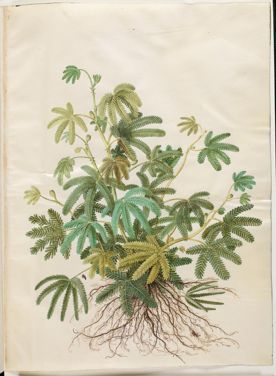 Mimosa polydactyla (mangefingret mimose) af Hans Simon Holtzbecker