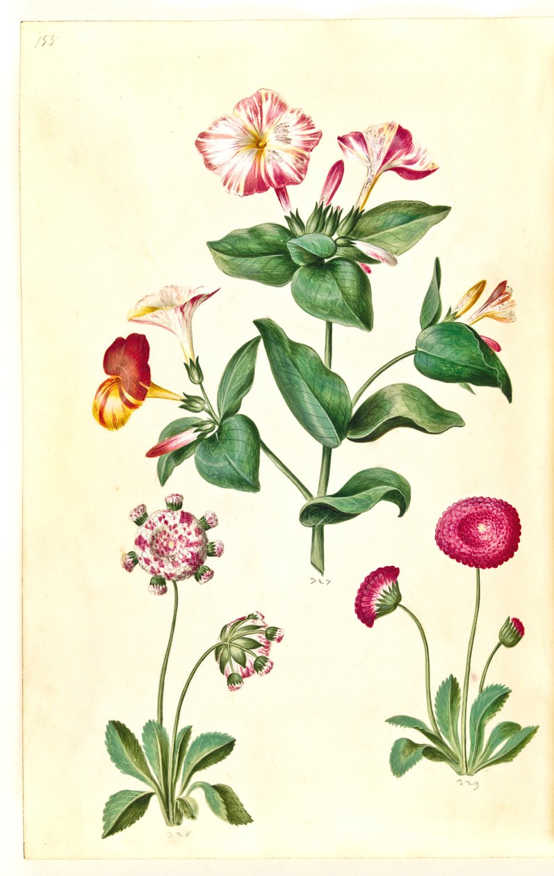 Mirabilis jalapa (vidunderblomst); Bellis perennis (almindelig tusindfryd) af Hans Simon Holtzbecker