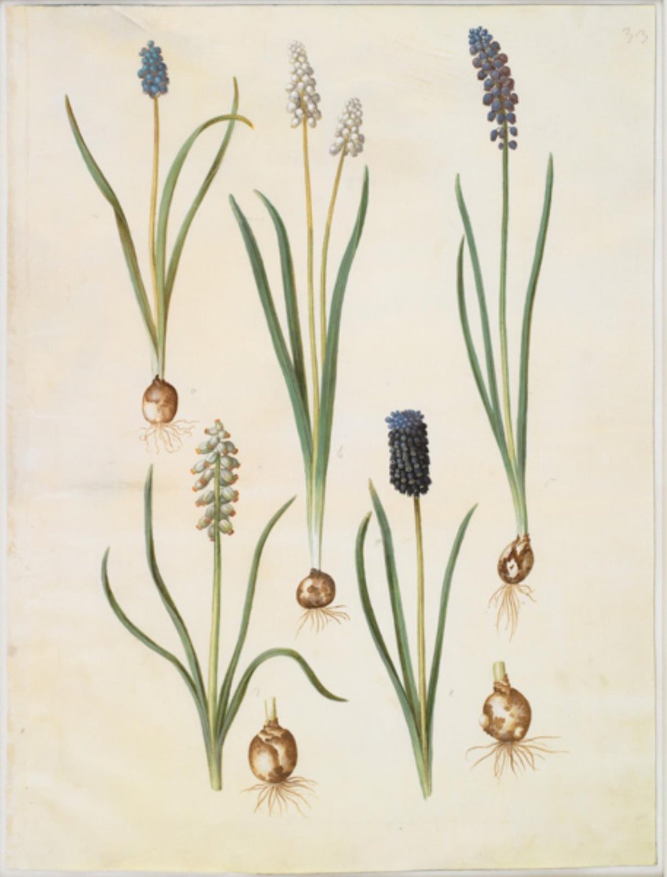 Muscari botryoides (almindelig perlehyacint); Muscari racemosum (muskat-perlehyacint); Muscari forsømt af Hans Simon Holtzbecker