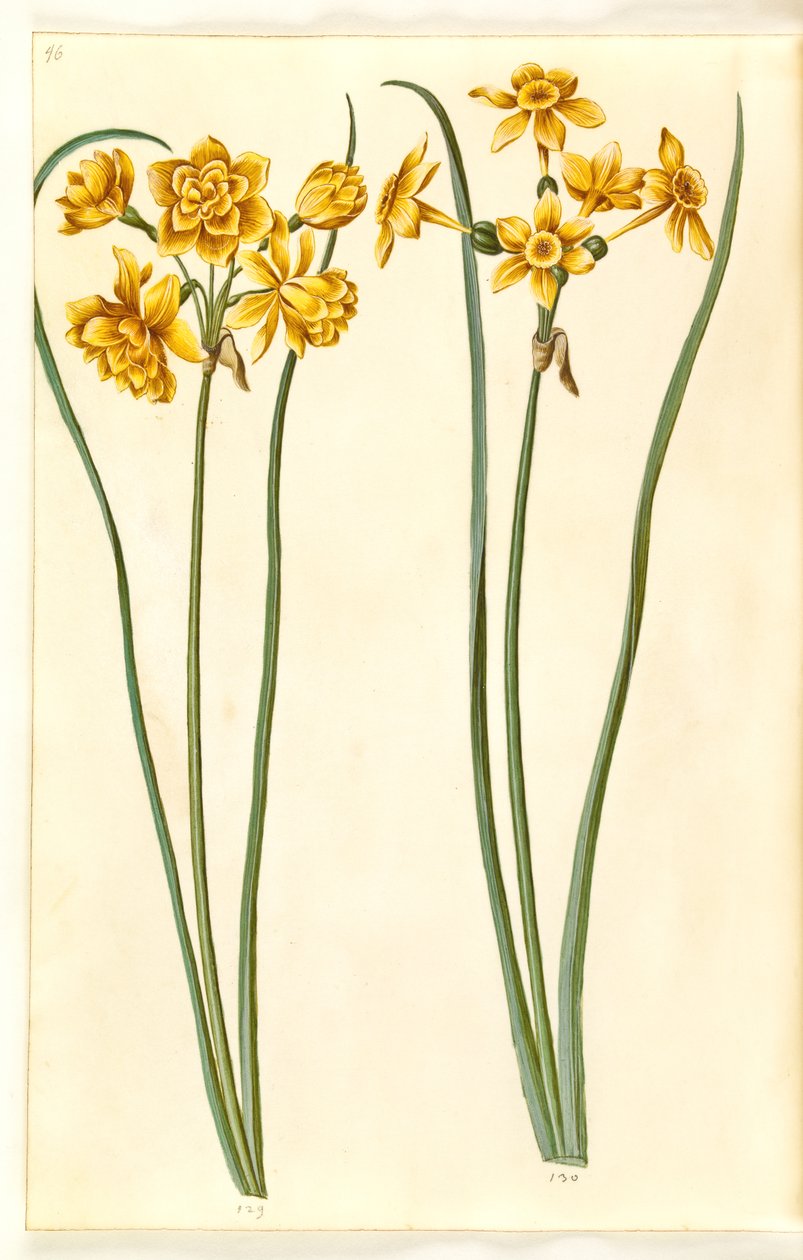 Narcissus jonquilla (siv-narcissus) af Hans Simon Holtzbecker