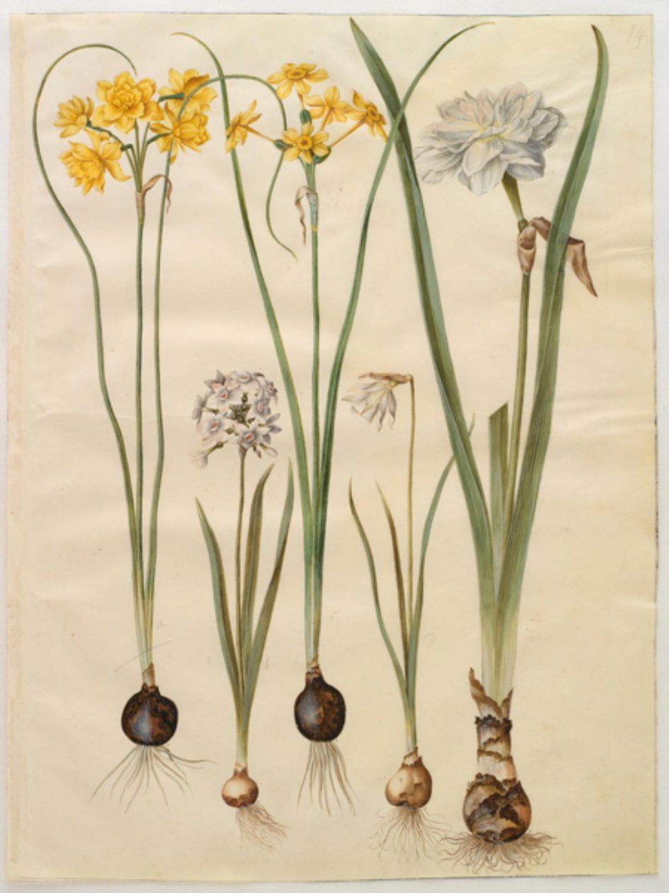 Narcissus jonquilla (siv-narcis); Narcissus tazetta (tazet); Narcissus pseudonarcissus moschatus (moskus-narcissus); poetisk narcissus (pinselilje) af Hans Simon Holtzbecker