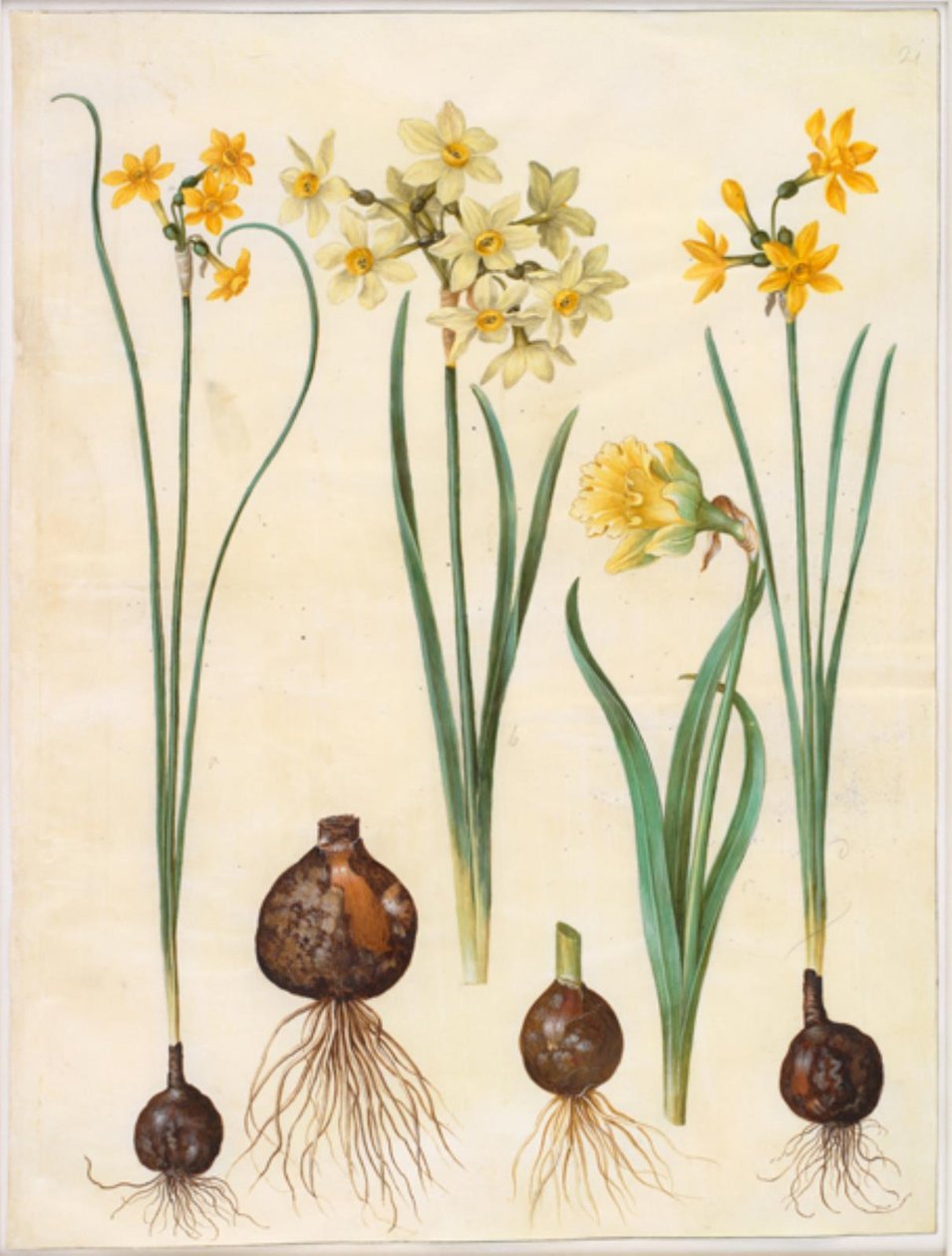 Narcissus jonquilla (siv-narcis); Narcissus tazetta aureus (guld-tazet); Narcissus pseudonarcissus bicolor (tofarvet påskelilje) af Hans Simon Holtzbecker
