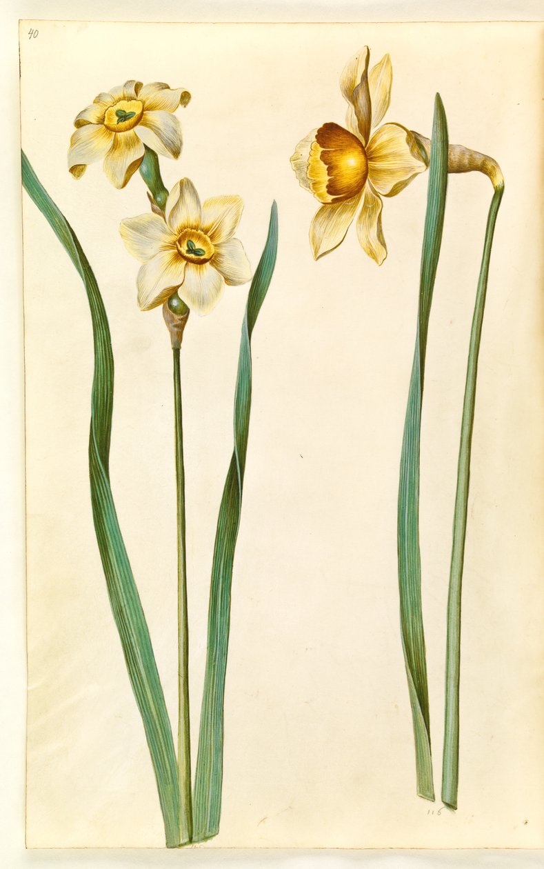 Narcissus ×mediluteus (toblomstret narcissus); Narcissus ×usammenlignelig (har narcissist) af Hans Simon Holtzbecker
