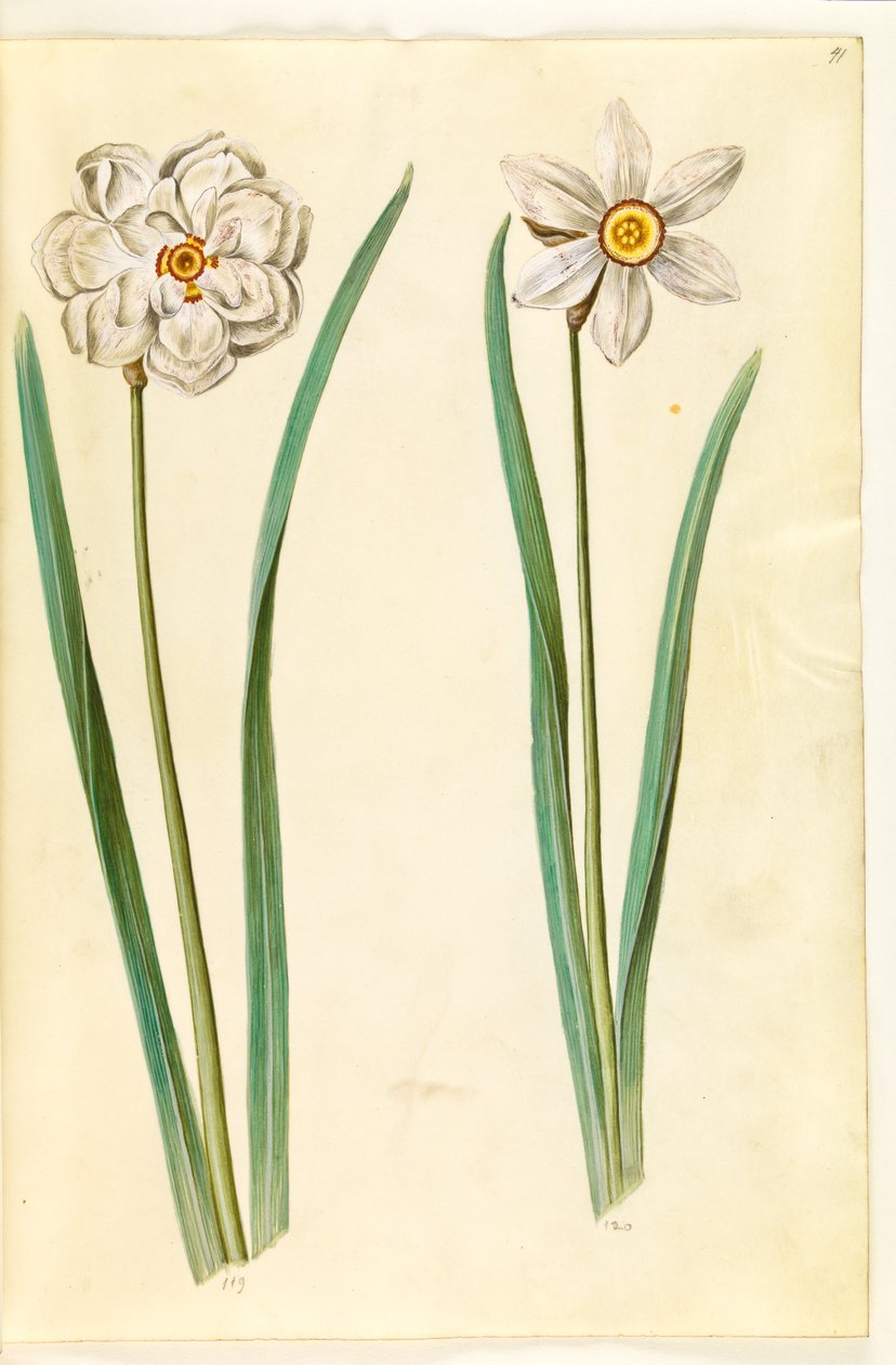 poetisk narcissus (pinselilje) af Hans Simon Holtzbecker