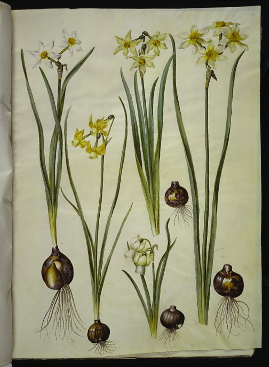 Poetisk narcissus (pinselilje); Narcissus triandrus (orkide-narcissus); Narcissus ×mediluteus (toblomstret narcissus) af Hans Simon Holtzbecker