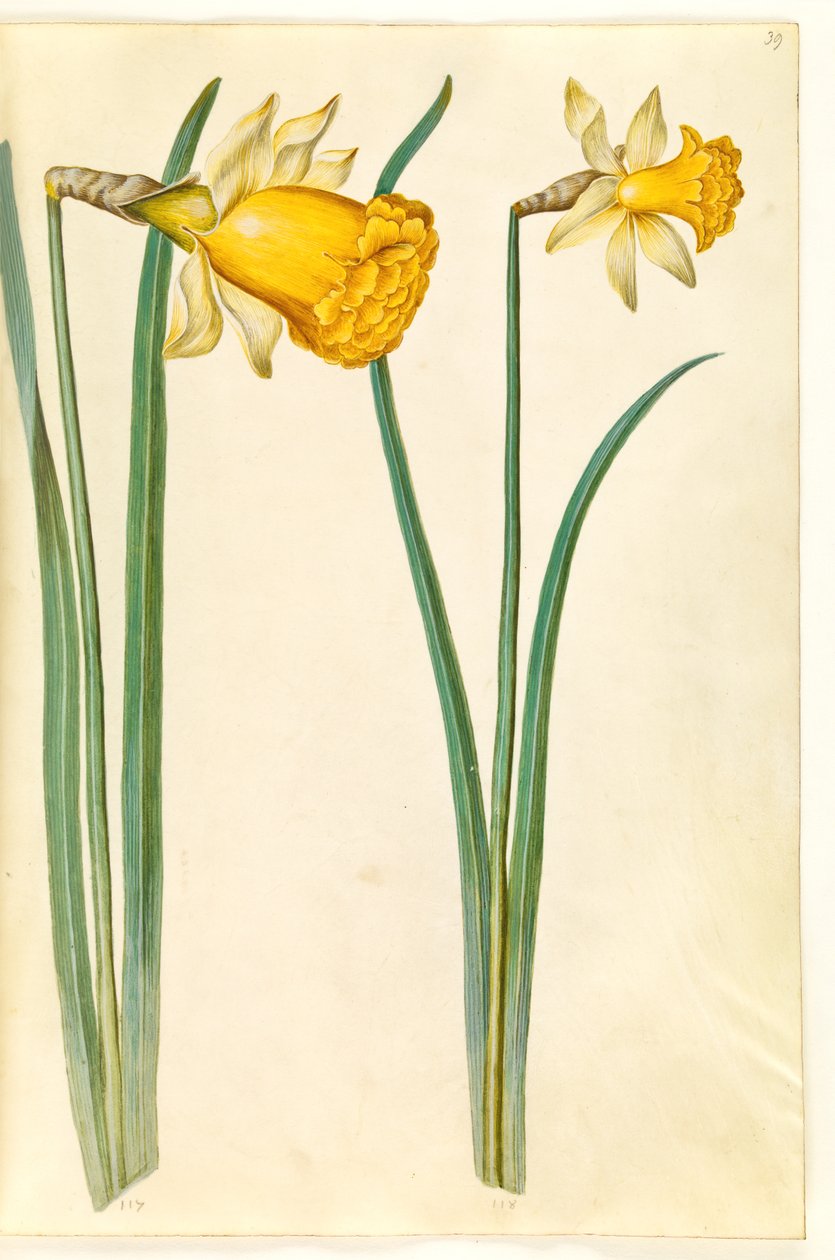 Narcissus pseudonarcissus (påskelilje) af Hans Simon Holtzbecker