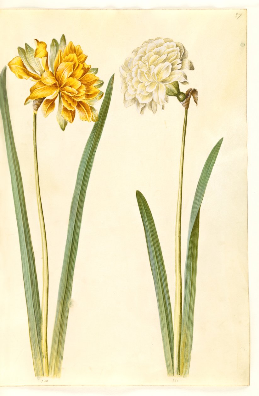 Narcissus pseudonarcissus (påskelilje) af Hans Simon Holtzbecker