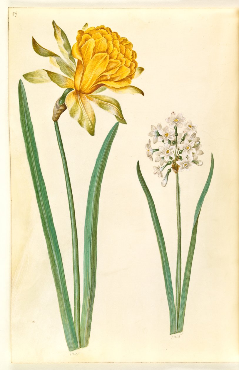 Narcissus pseudonarcissus (påskelilje); Narcissus tazetta (tazet) af Hans Simon Holtzbecker