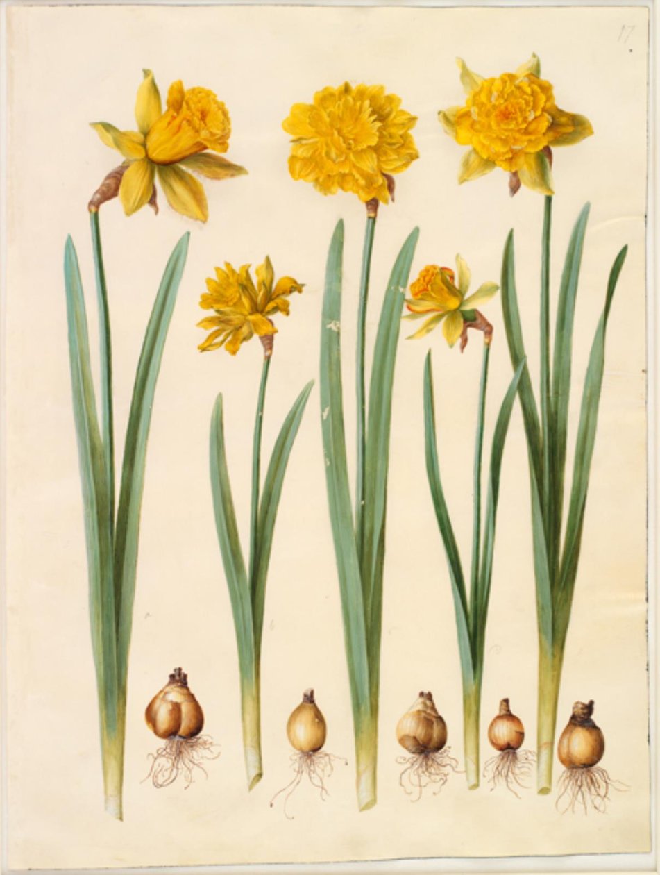 Narcissus pseudonarcissus af Hans Simon Holtzbecker