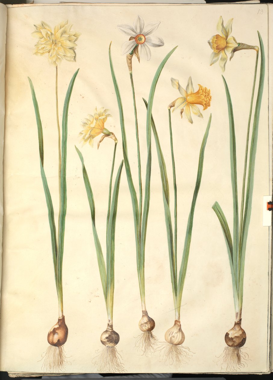 Narcissus pseudonarcissus; Poetisk narcissus (pinselilje); Narcissus ×usammenlignelig (har narcissist) af Hans Simon Holtzbecker