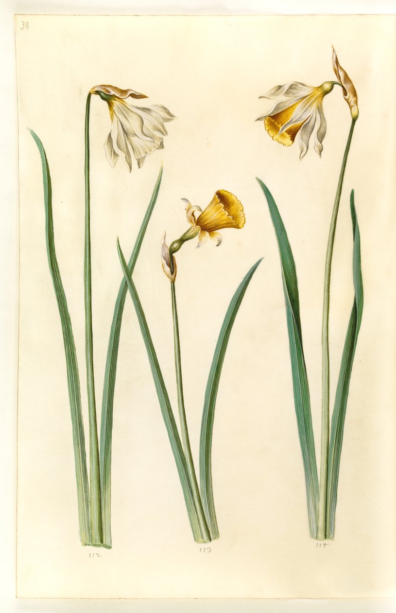 Narcissus pseudonarcissus moschatus (moskus-narcissus); Narcissus bulbocodium (crinolin-narcissus); Narcissus pseudonarcissus (påskelilje) af Hans Simon Holtzbecker