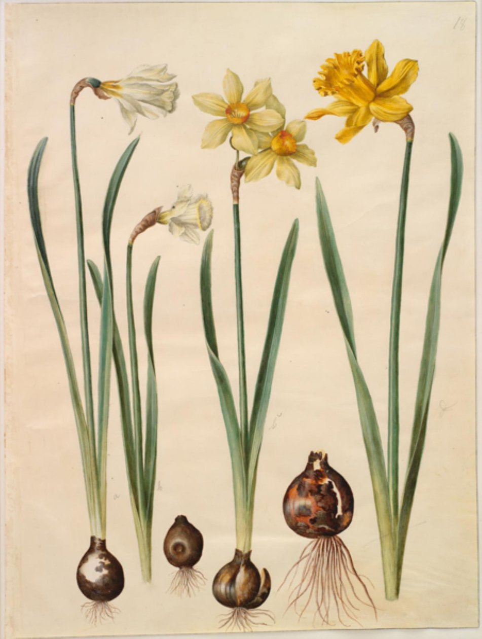 Narcissus pseudonarcissus moschatus (moskus-narcissus); Narcissus ×mediluteus (toblomstret narcissus); Narcissus pseudonarcissus major (stor påskelilje) af Hans Simon Holtzbecker