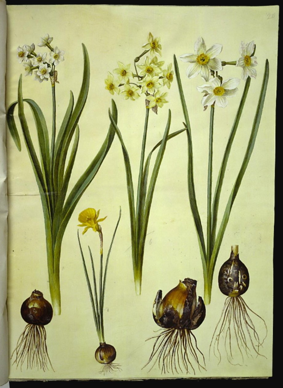Narcissus tazetta (tazet); Narcissus ×medioluteus (toblomstret narcis); Narcissus bulbocodium (krinolin-narcis) af Hans Simon Holtzbecker