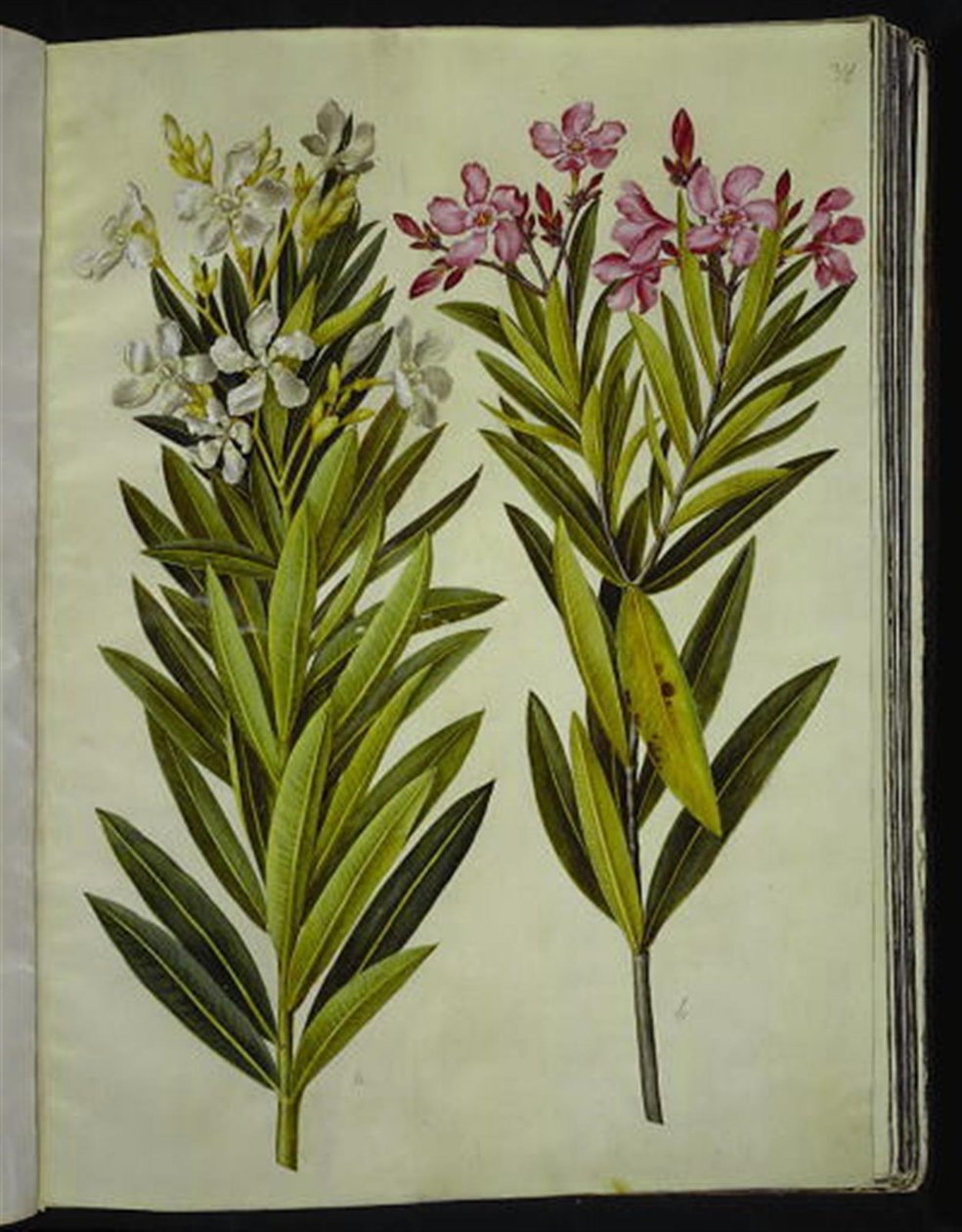 Nerium oleander (nerie) af Hans Simon Holtzbecker
