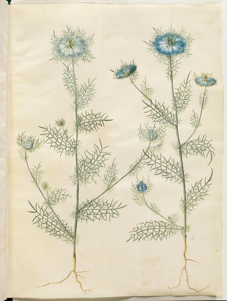 Nigella damascena (jomfru i det grønne) af Hans Simon Holtzbecker