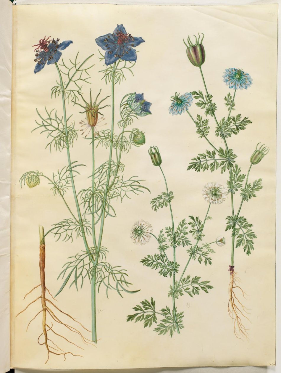 Nigella hispanica (djævlen i busken); Nigella sativa (sortkommen) af Hans Simon Holtzbecker