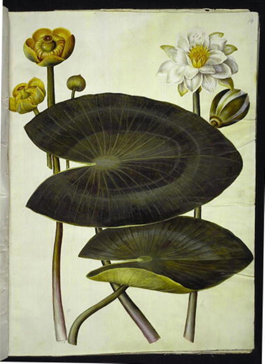 Nuphar lutea (gul åkande); Nymphaea alba (hvid nøkkerose) af Hans Simon Holtzbecker