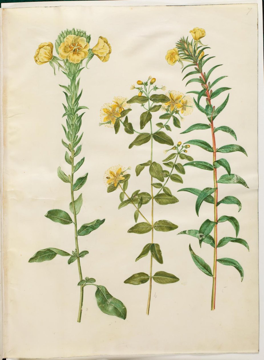 Oenothera biennis (toårig natlys); Hypericum hircinum (stinkende perikon); Oenothera rubricaulis (rødfrugtet natlys) af Hans Simon Holtzbecker