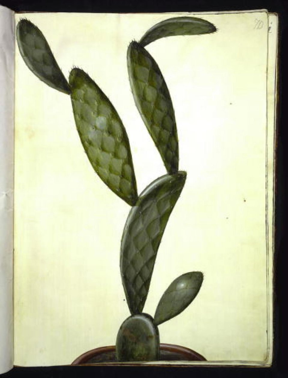 Opuntia monacantha af Hans Simon Holtzbecker