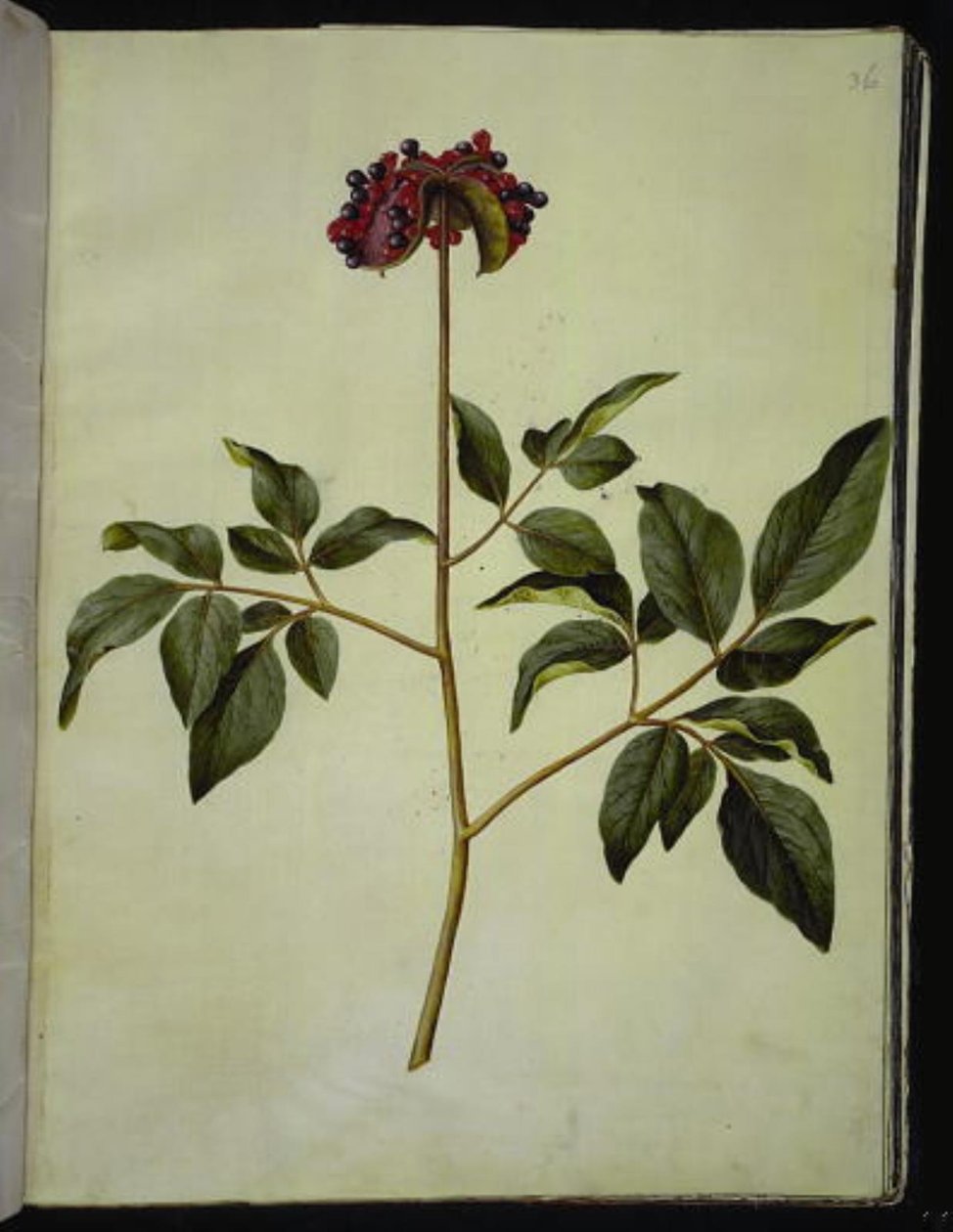 Hanpæon (rose-silkeplante) af Hans Simon Holtzbecker
