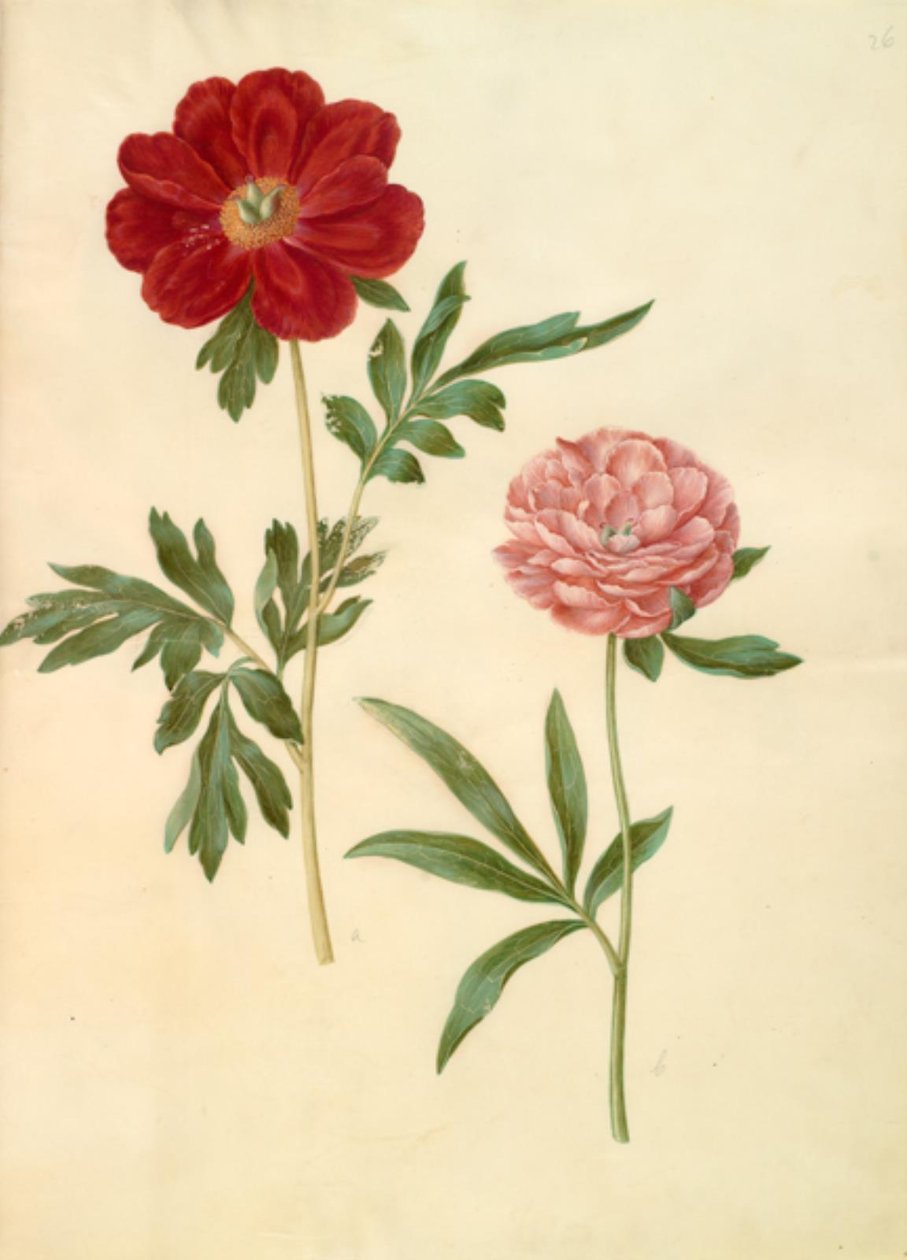 Paeonia officinalis (bonderose) af Hans Simon Holtzbecker