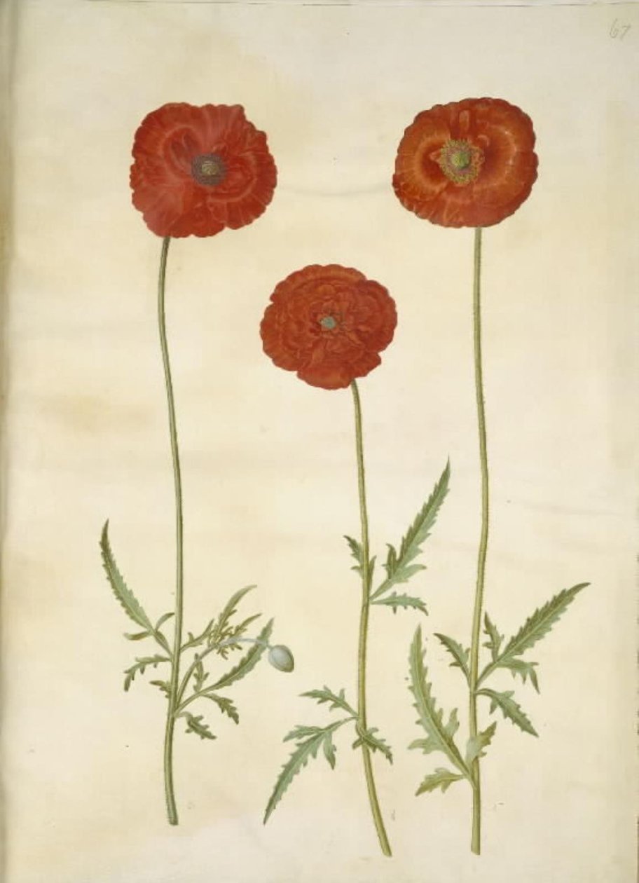 Papaver rhoeas (korn-valmue) af Hans Simon Holtzbecker